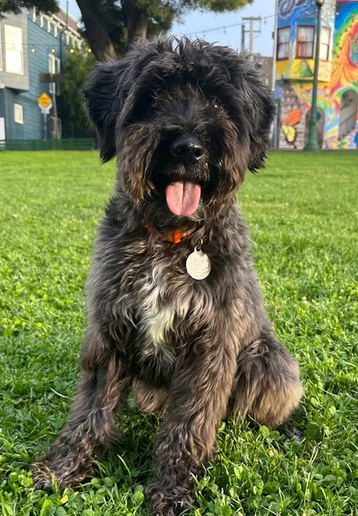 George the dog